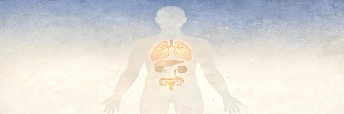 肺・腎・子宮を中心とした人体臓器再生研究——36報の論文がカバーする5大臓器システムの詩的な可視化